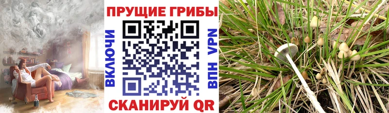 Купить закладки  Вязники  Галлюциногенные грибы MAGIC MUSHROOMS 